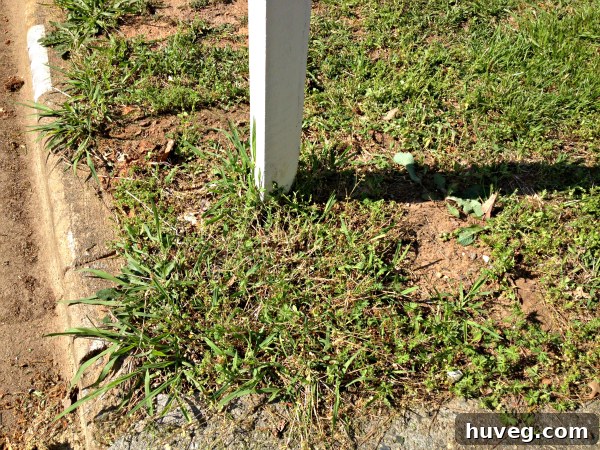 Close-up of the lawn around the mailbox, showing green crabgrass