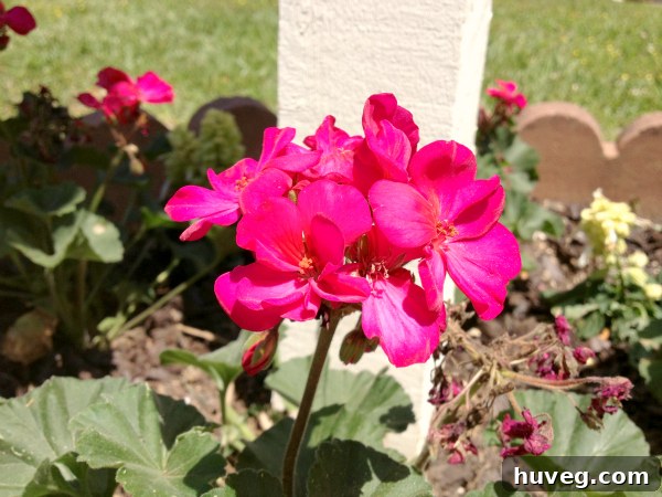 Close-up of the new mailbox flowers, showcasing vibrant colors