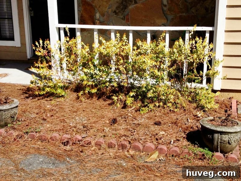 Front garden transformation from sad to vibrant
