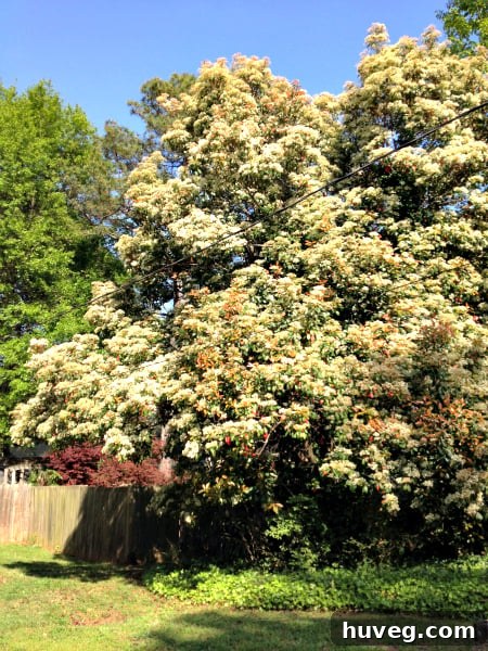 Nasty pear tree with invasive branches