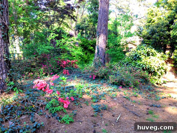 A lush backyard scene featuring vibrant pink azalea bushes in full bloom, signaling the arrival of spring and natural beauty.