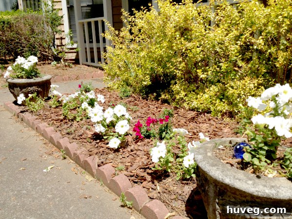 Front garden with emerging snapdragons and blooming petunias
