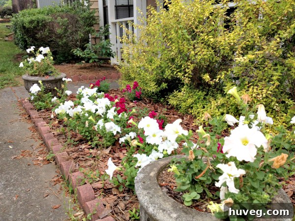 Close-up of front garden growth showing snapdragons developing more color