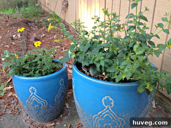 Potted plant progress in the backyard after rain, showing new growth
