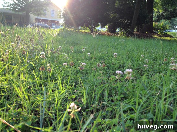 overgrown grass
