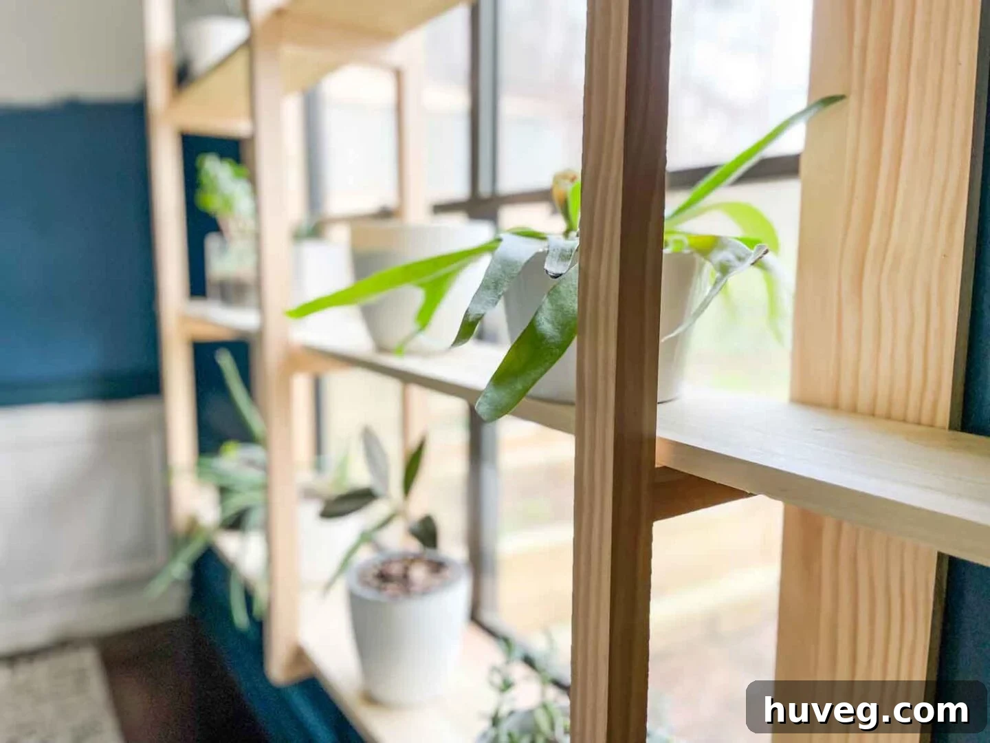 closeup side view of DIY window plant shelves, showcasing lush greenery