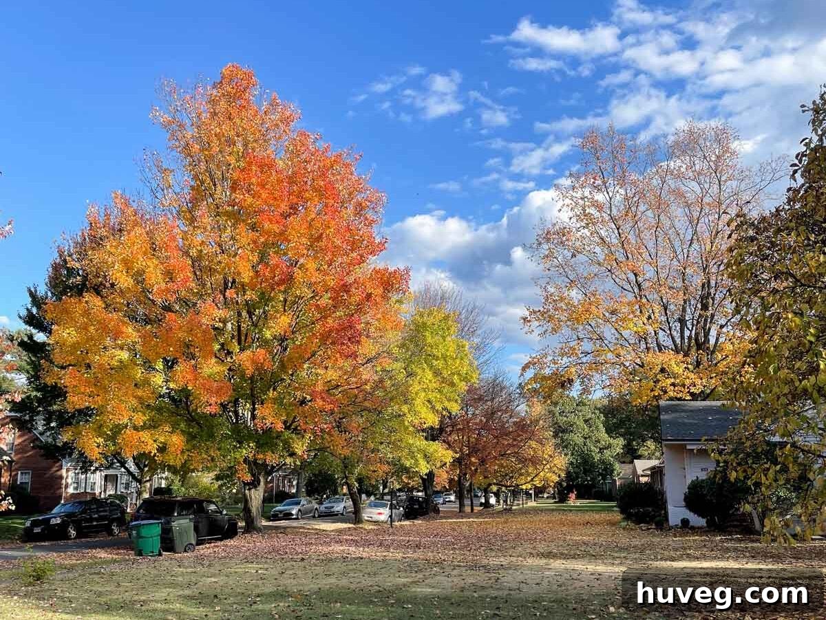 A picturesque fall day in a potential Richmond neighborhood, adorned with vibrant orange and yellow trees.