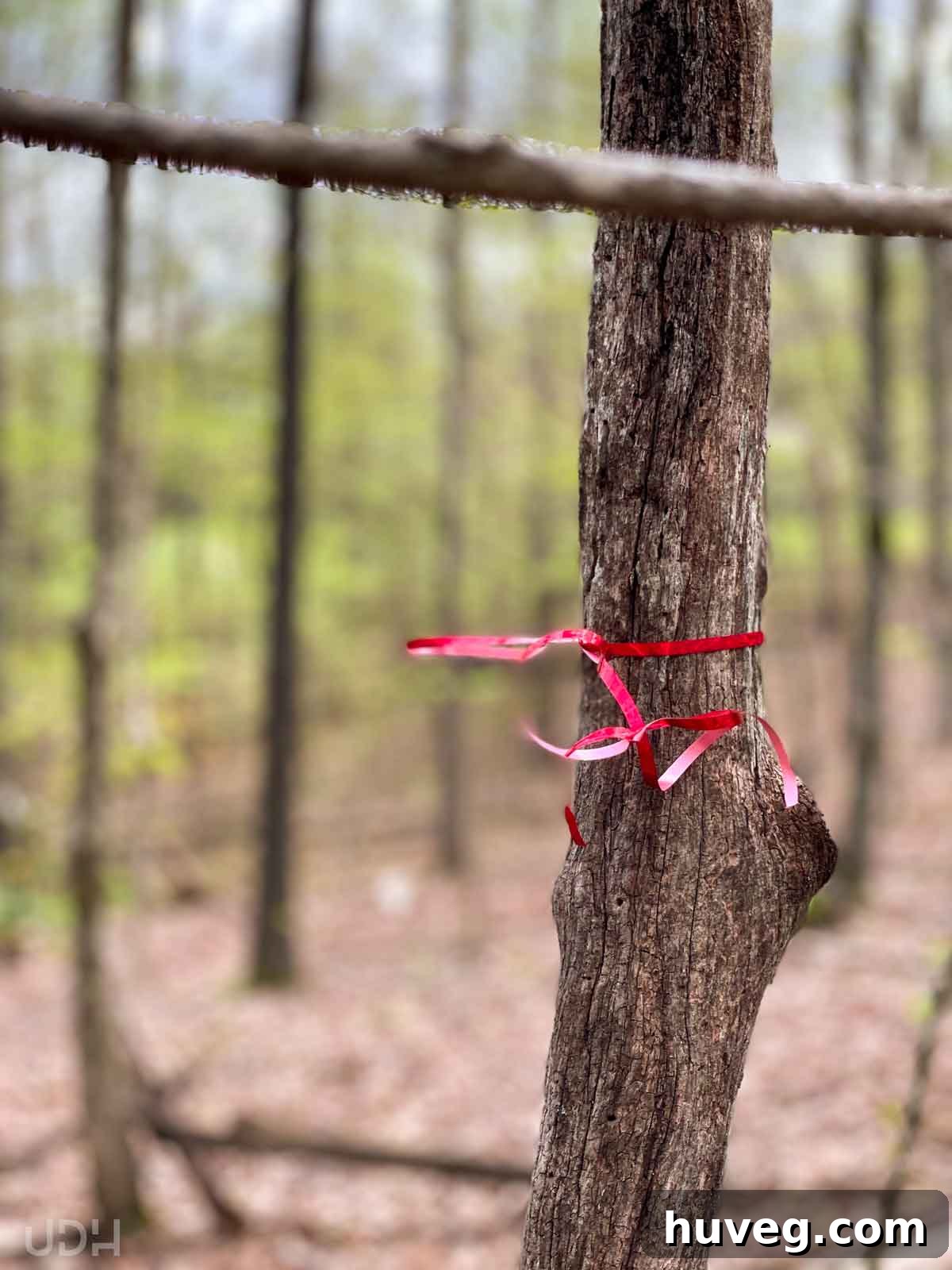 A red string ribbon tied around a tree, marking a potential spot for our future second home near family in a wooded Tennessee background.