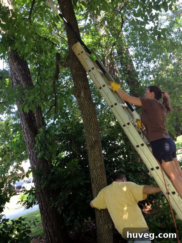 Person on a ladder preparing to use an electric pole saw