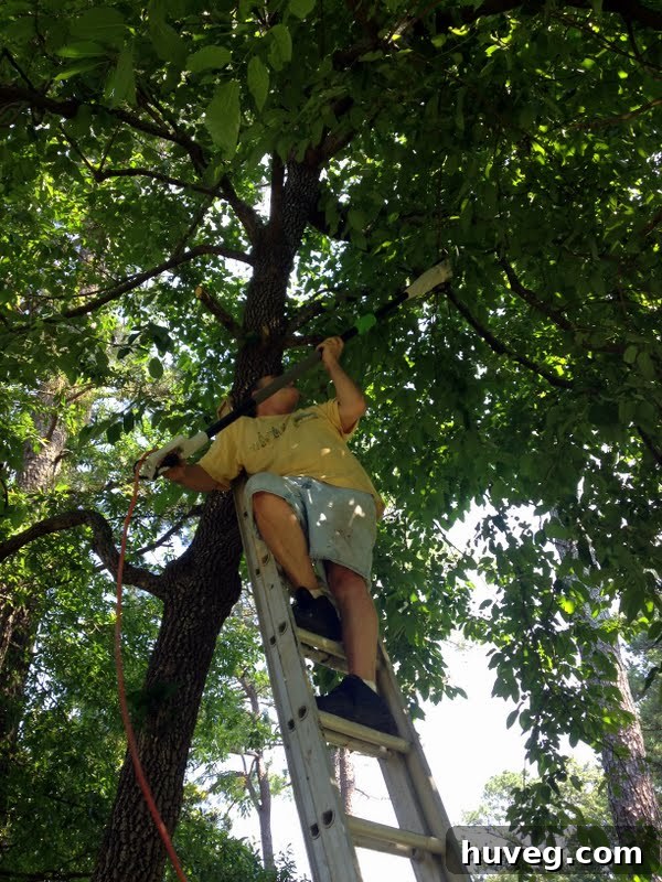 Tony on a ladder, using a pole saw on higher branches