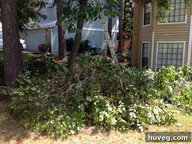 Another view of the large pile of yard clippings after extensive trimming