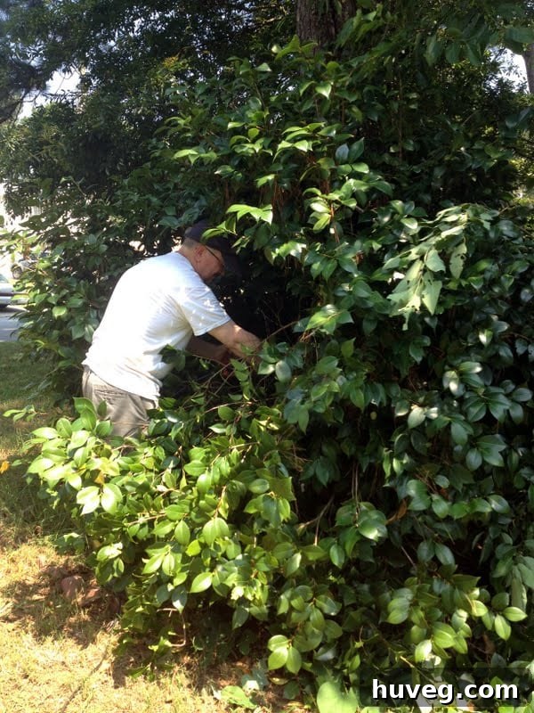 A closer view of the trimmed camellia bushes, showing significant reduction in size
