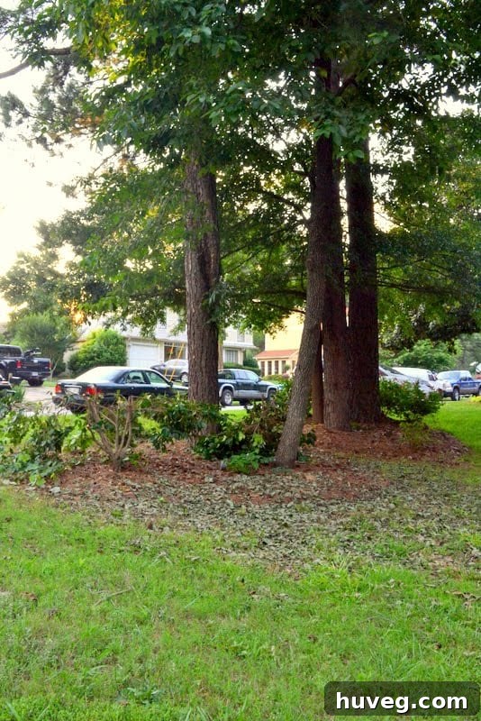 After shot from the same angle, showing clear space around the house, with neighbor's cars parked