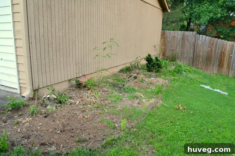 Test bush on the side of the house showing signs of regrowth after pruning