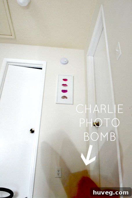 Charlie the dog curiously observing the tripod near the new agate slice wall art, providing a humorous touch to the home decor scene.