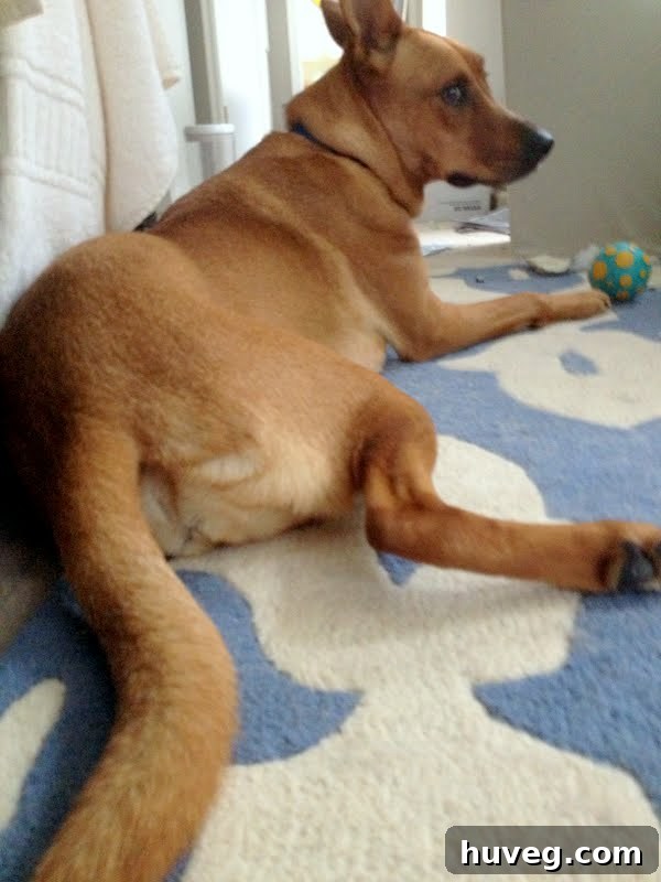 Charlie, a shaggy dog, napping comfortably on the floor, looking like 'such a bum' in a humorous pose.