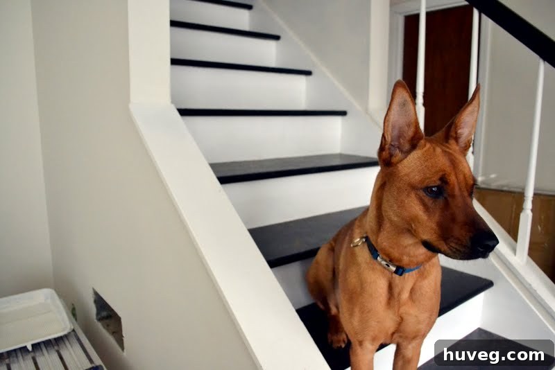 A dog, Charlie, inspecting a freshly painted wall, looking out a window