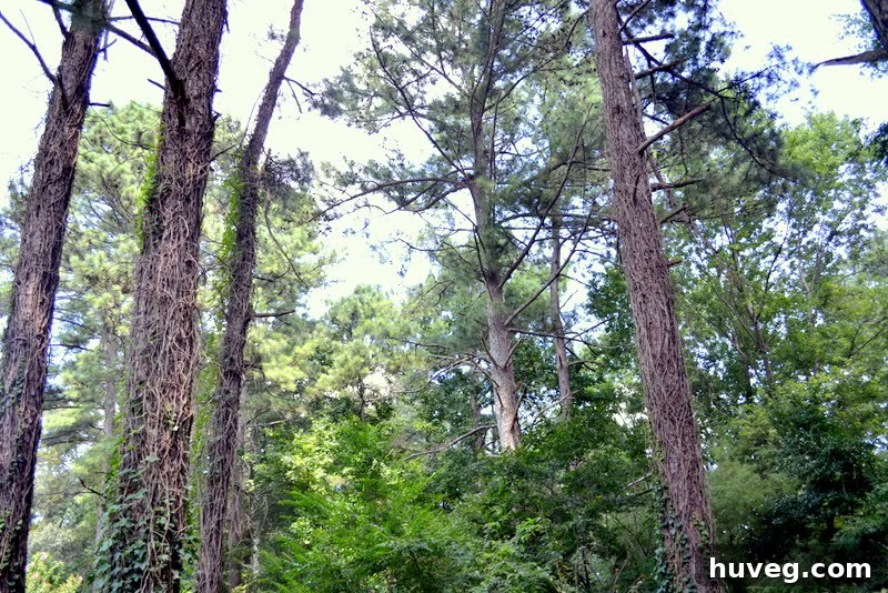 Dense ivy climbing up a tree trunk, showing extensive overgrowth.