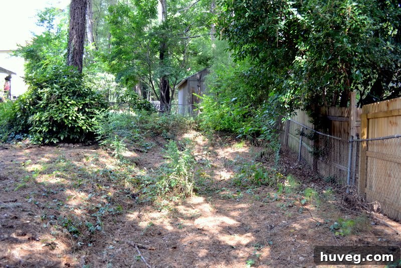A visible sinkhole in a grassy backyard, indicating a drainage problem.