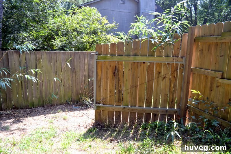 Bamboo shoots growing aggressively near a backyard fence, encroaching on the neighboring property.
