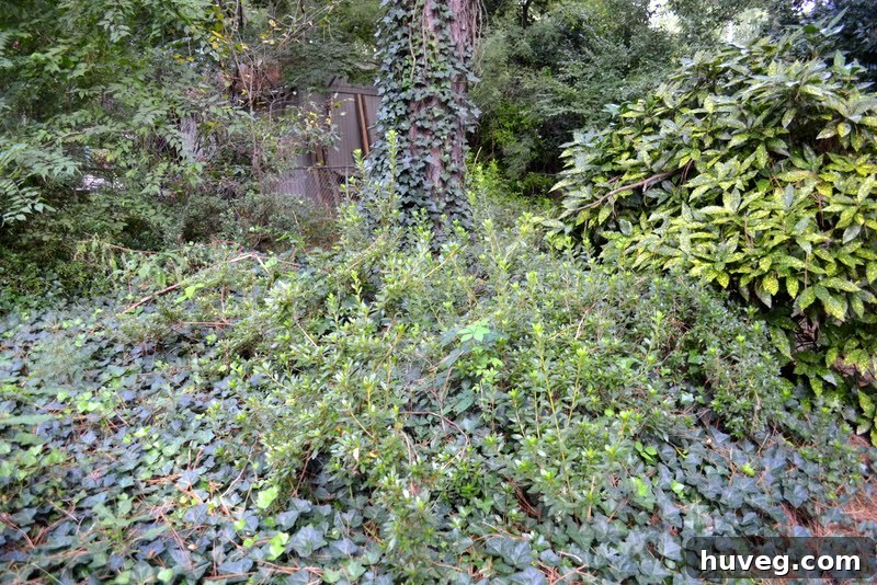 Overgrown azalea bushes dominating a section of the backyard.