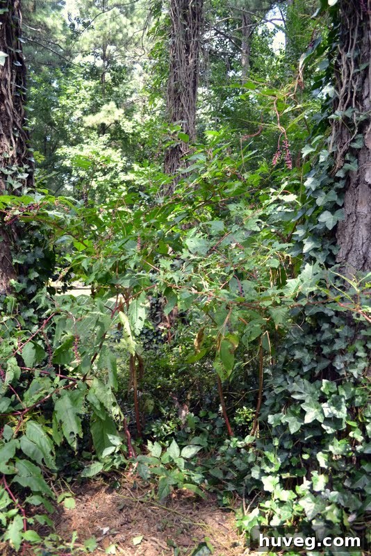 The Enchanted Forest before ivy removal