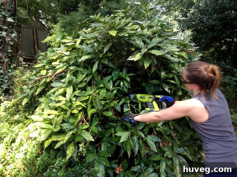 Using a reciprocating saw to prune Japanese laurel