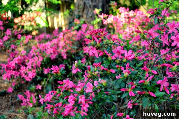 Pink azaleas blooming in the backyard