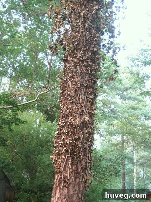 Brown, dying ivy on a tree after herbicide treatment