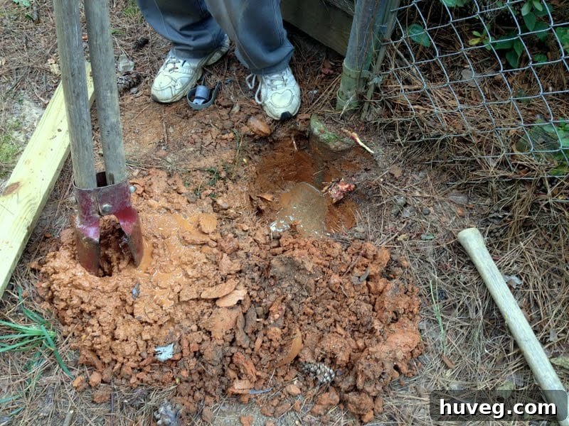 pour water to soften hard dirt and dig