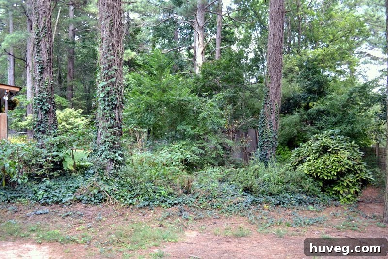 Overgrown backyard before makeover