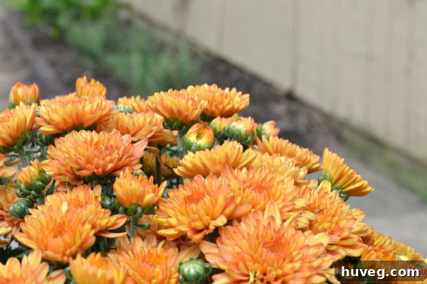 Vibrant orange mums in a renovated backyard