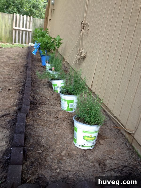 Arranging plants, including hydrangeas, for visual spacing