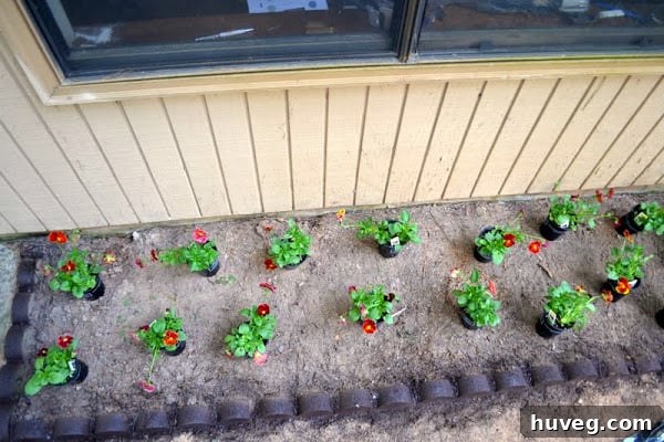 Pansies arranged in pots for planting on the right side of the patio