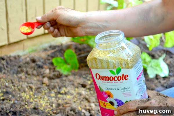 Sprinkling Osmocote plant food around newly planted flowers