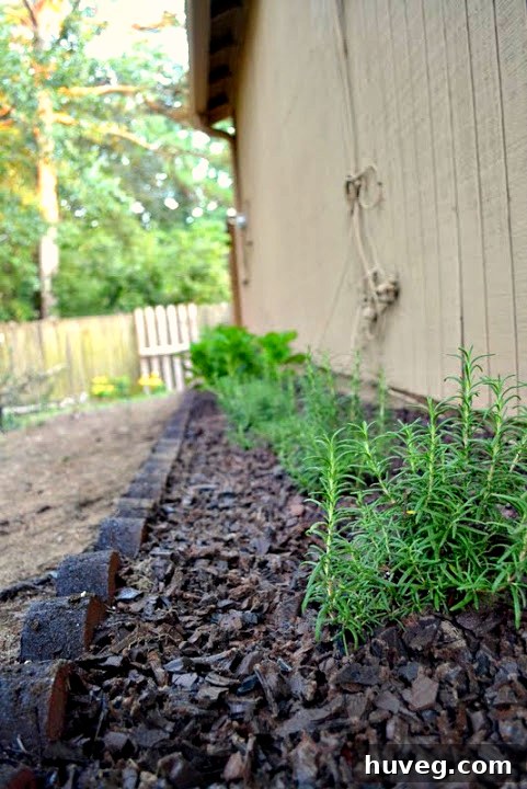 Close-up of rosemary plant surrounded by dark brown rubber mulch