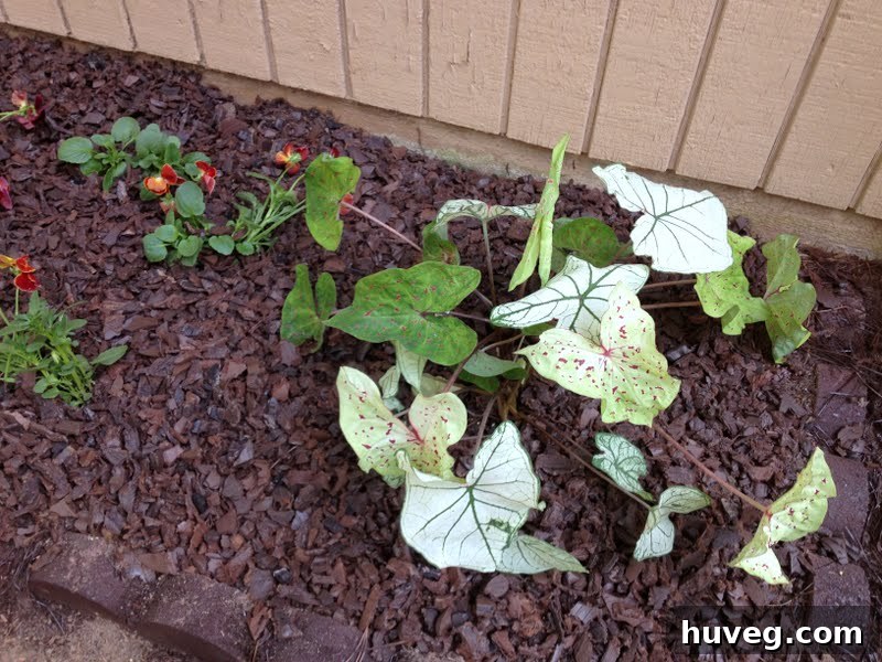 Wider after photo of the right side garden bed with pansies and caladium