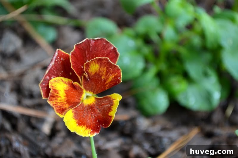 Close-up of newly planted fall flowers and mulch
