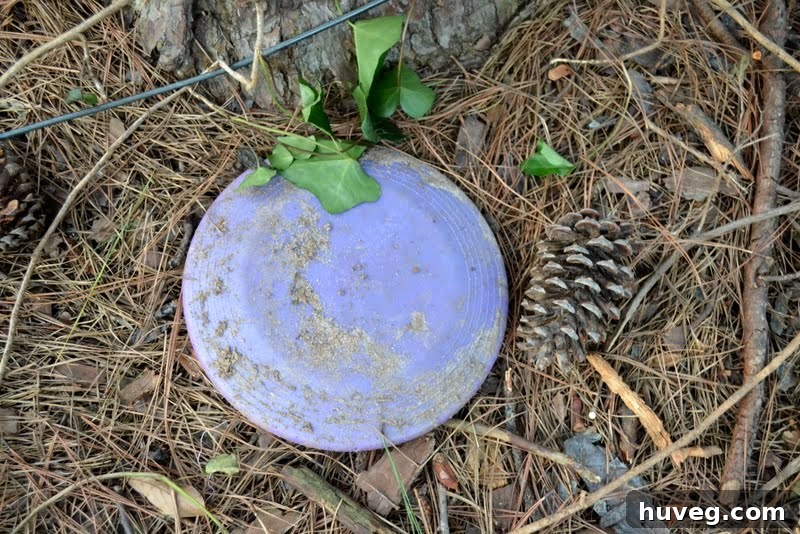 A lost frisbee found under ivy