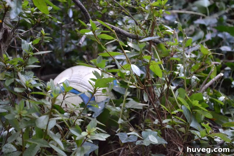 A lost soccer ball found under ivy