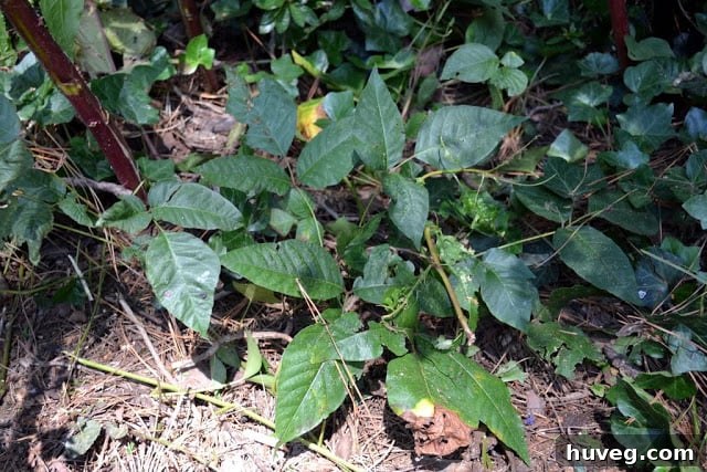 Poison ivy growing in its natural habitat