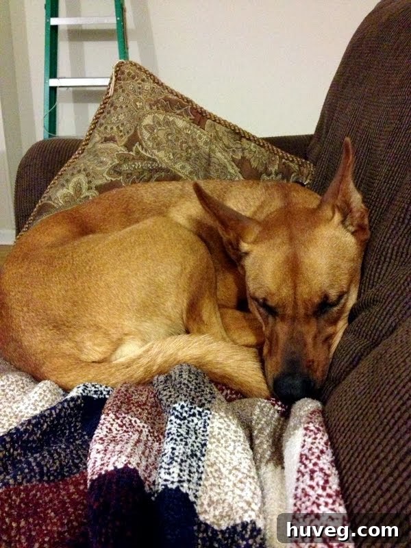 Charlie, a happy dog, relaxing after a fun day at boarding, lying comfortably on unfamiliar furniture.