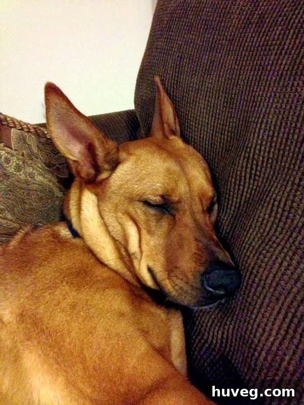 Charlie in a peaceful slumber, completely worn out from an exciting day, her body relaxed and eyes closed.