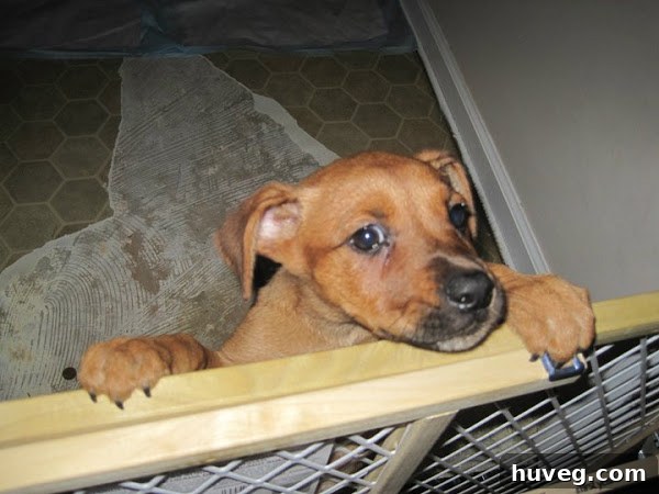 Puppy Charlie