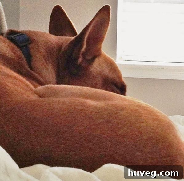 Charlie the dog snoozing comfortably, while the author jokes about him holding the camera.