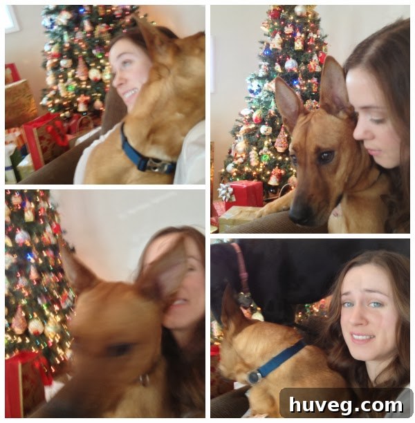 Amusing outtakes from a Christmas photo shoot with a dog, showing blurry movements and funny expressions