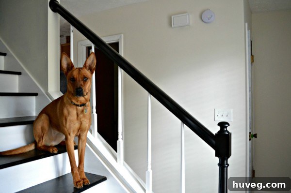charlie on stairs side shot