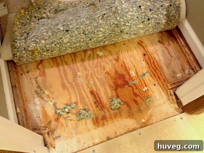 Carpet peeled back to reveal subfloor, aiding in drying out water damage in a home.