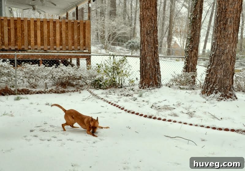 Charlie, a white dog, is captured mid-action, running through the snow, her ears flopping and a joyful expression on her face as she enjoys the winter conditions.