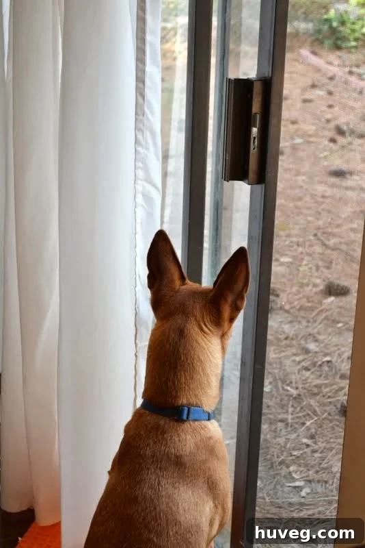 A dog looking out a window, supervising kitchen renovations